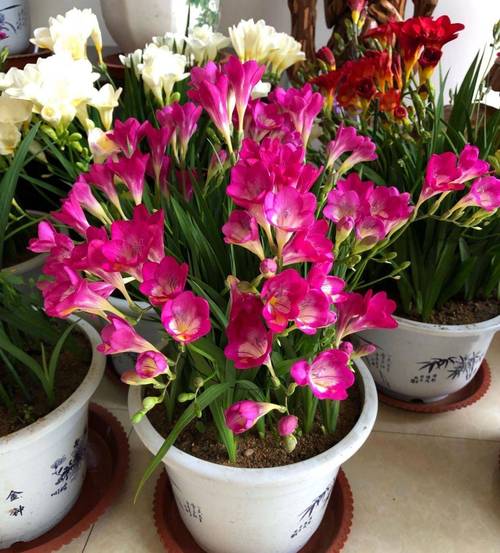 香雪兰怎么修剪,香雪兰怎么修剪枝条-第3张图片-优品飞百科 香雪兰怎么修剪,香雪兰怎么修剪枝条-第3张图片-优品飞百科