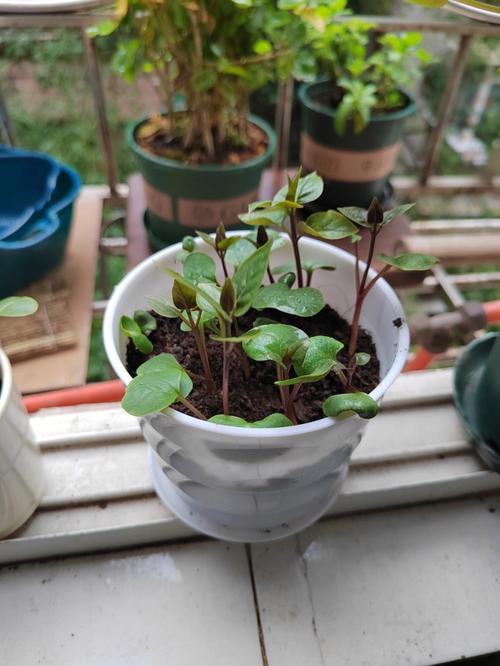 茉莉花如何播种，茉莉花如何播种视频教程？