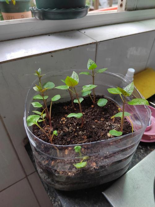 茉莉花如何播种，茉莉花如何播种视频教程？-第2张图片-优品飞百科