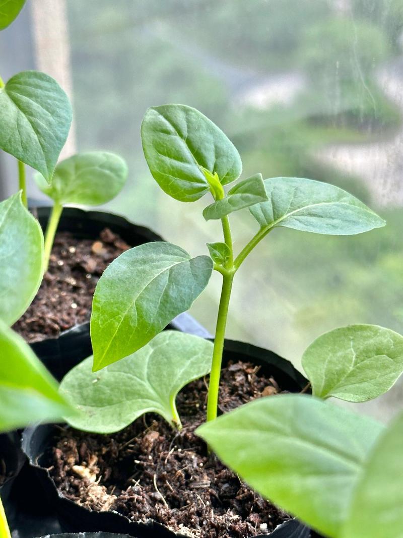 茉莉花如何播种，茉莉花如何播种视频教程？-第3张图片-优品飞百科