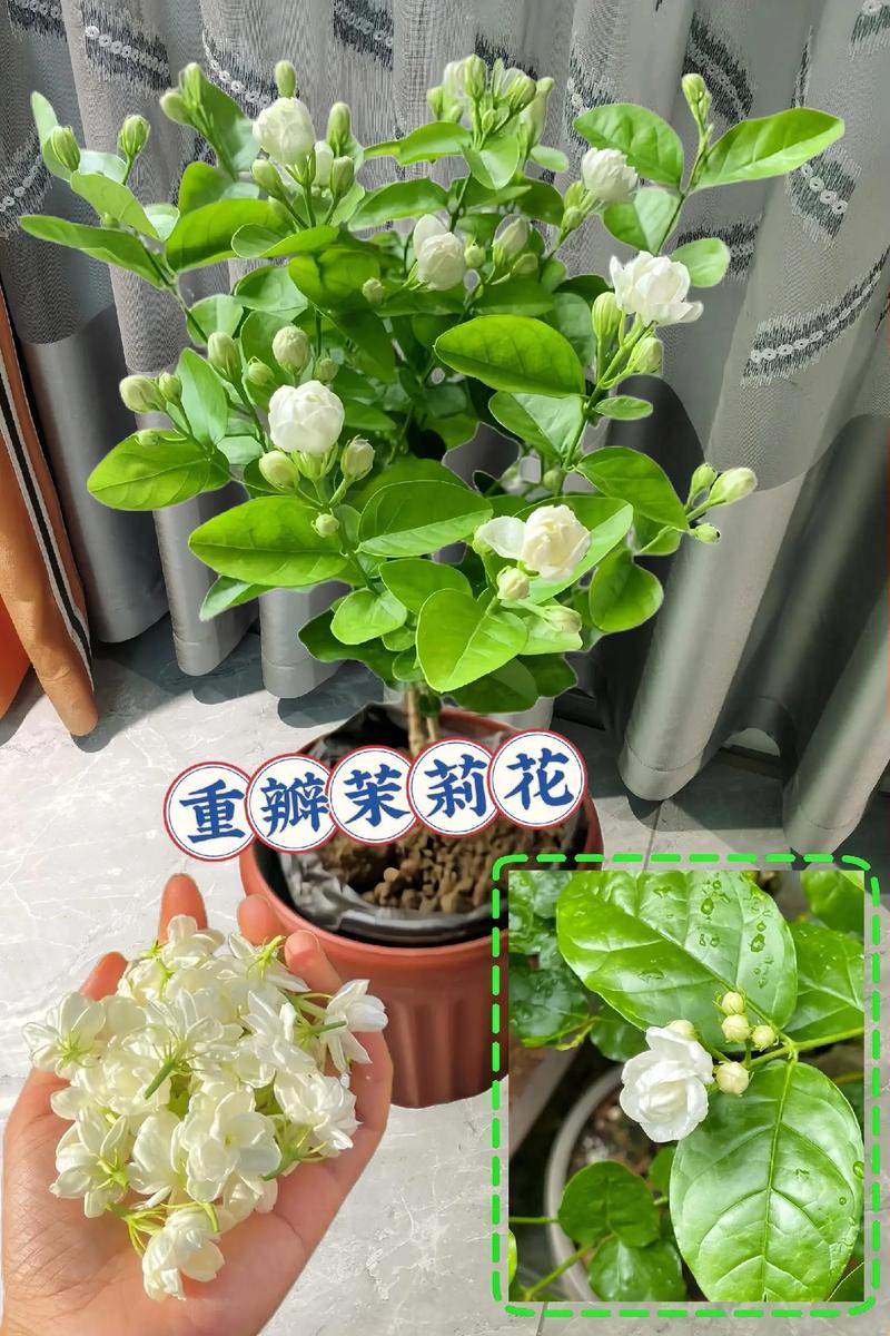 茉莉花如何播种，茉莉花如何播种视频教程？-第4张图片-优品飞百科