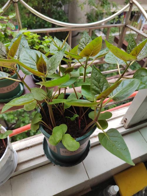 茉莉花如何播种，茉莉花如何播种视频教程？-第5张图片-优品飞百科