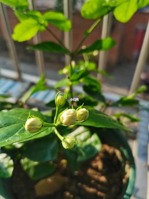 茉莉花如何播种，茉莉花如何播种视频教程？-第6张图片-优品飞百科