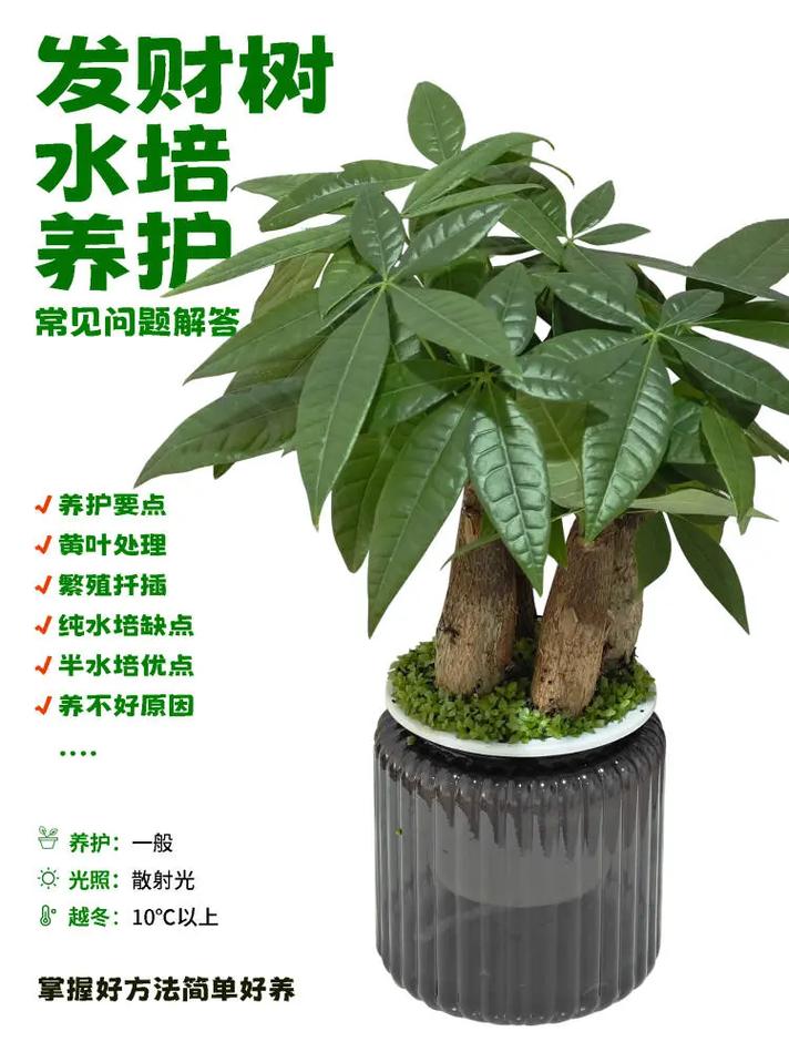 刚买的发财树怎么养？刚买来的发财树的养殖方法和注意事项？-第3张图片-优品飞百科