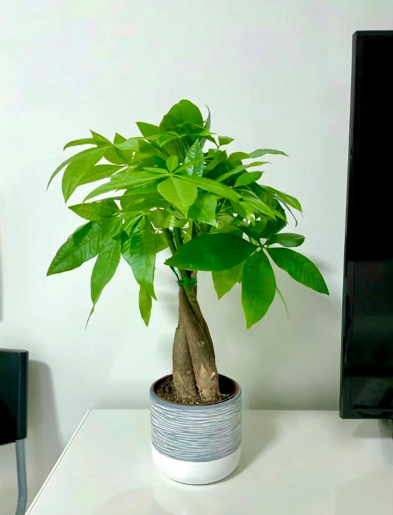 刚买的发财树怎么养？刚买来的发财树的养殖方法和注意事项？-第5张图片-优品飞百科