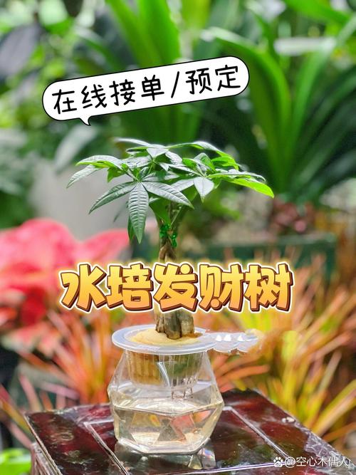 刚买的发财树怎么养？刚买来的发财树的养殖方法和注意事项？-第7张图片-优品飞百科