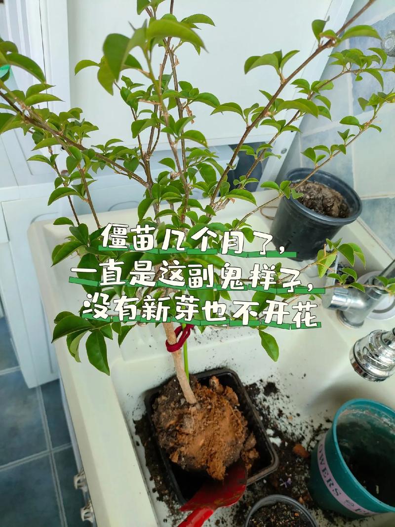 三角梅不发芽怎么处理，三角梅不发芽怎么办?