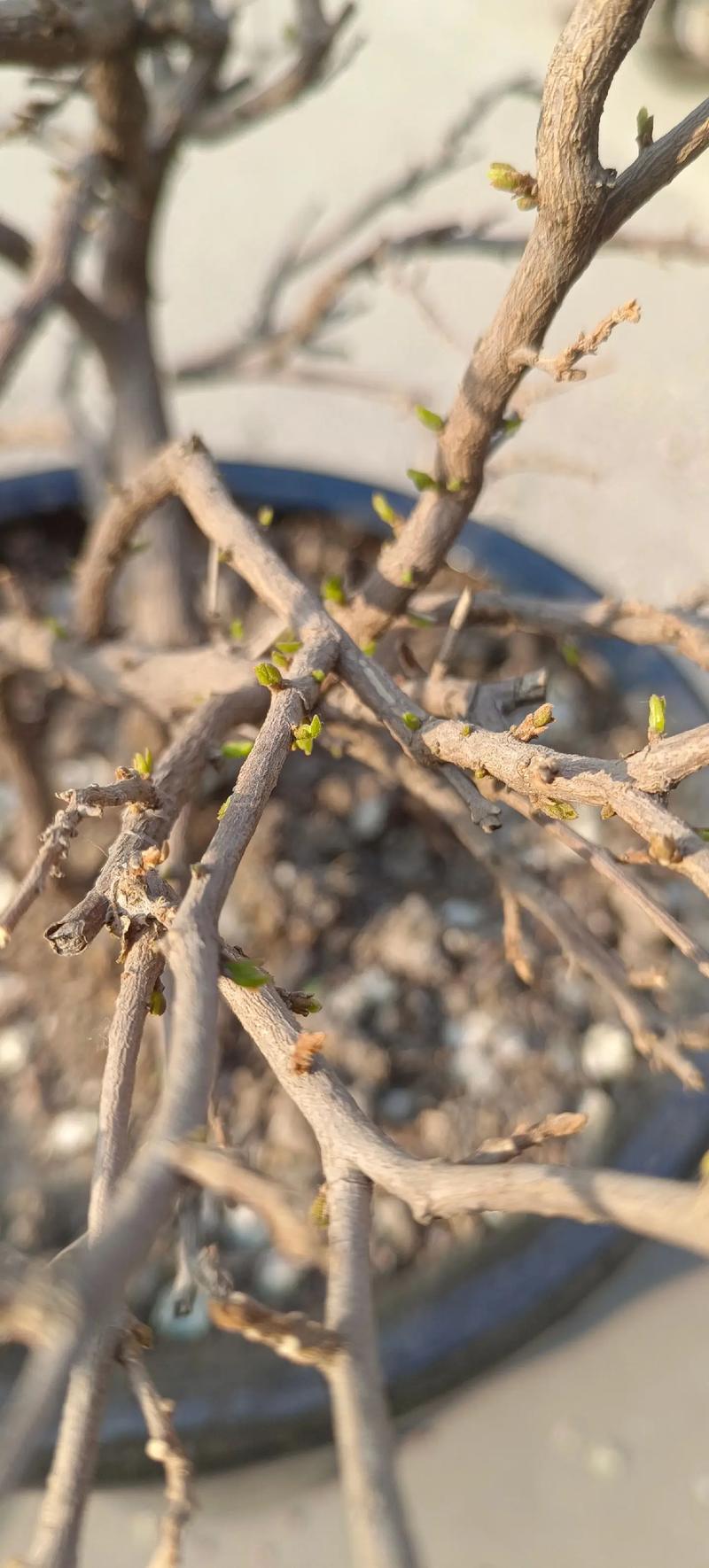 三角梅不发芽怎么处理,三角梅不发芽怎么办?-第2张图片-优品飞百科 三角梅不发芽怎么处理,三角梅不发芽怎么办?-第2张图片-优品飞百科