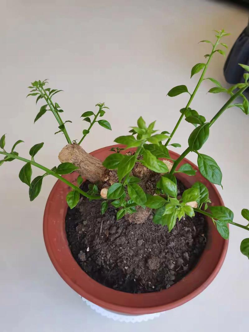 三角梅不发芽怎么处理,三角梅不发芽怎么办?-第3张图片-优品飞百科 三角梅不发芽怎么处理,三角梅不发芽怎么办?-第3张图片-优品飞百科