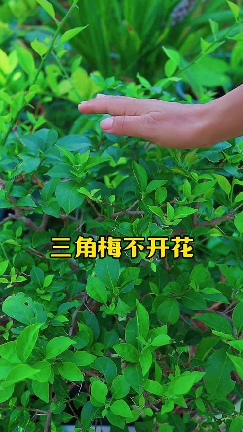 三角梅不发芽怎么处理,三角梅不发芽怎么办?-第4张图片-优品飞百科 三角梅不发芽怎么处理,三角梅不发芽怎么办?-第4张图片-优品飞百科