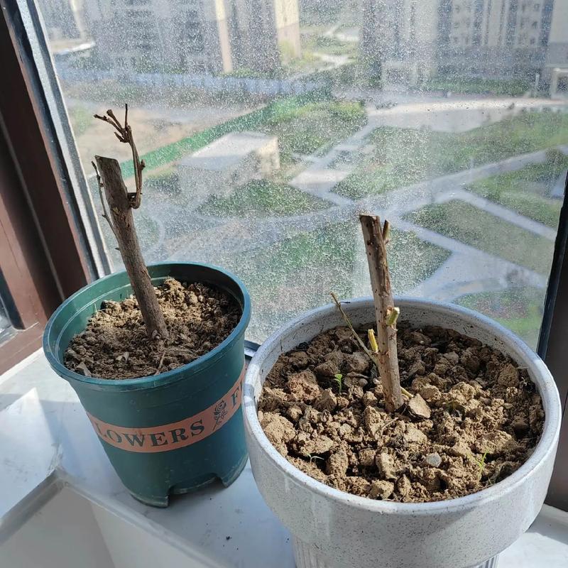 三角梅不发芽怎么处理,三角梅不发芽怎么办?-第5张图片-优品飞百科 三角梅不发芽怎么处理,三角梅不发芽怎么办?-第5张图片-优品飞百科