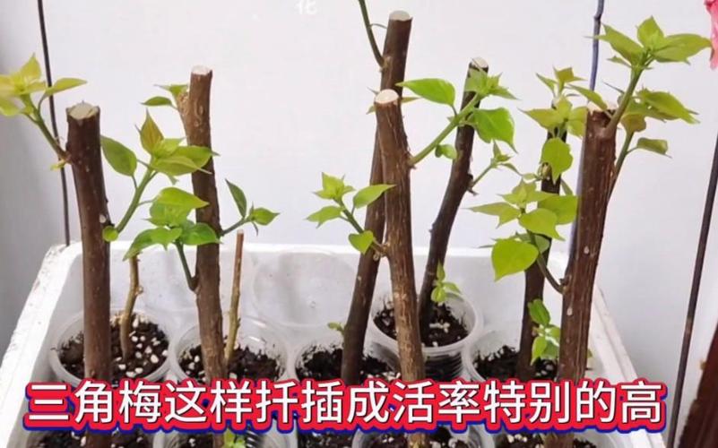 三角梅不发芽怎么处理,三角梅不发芽怎么办?-第6张图片-优品飞百科 三角梅不发芽怎么处理,三角梅不发芽怎么办?-第6张图片-优品飞百科