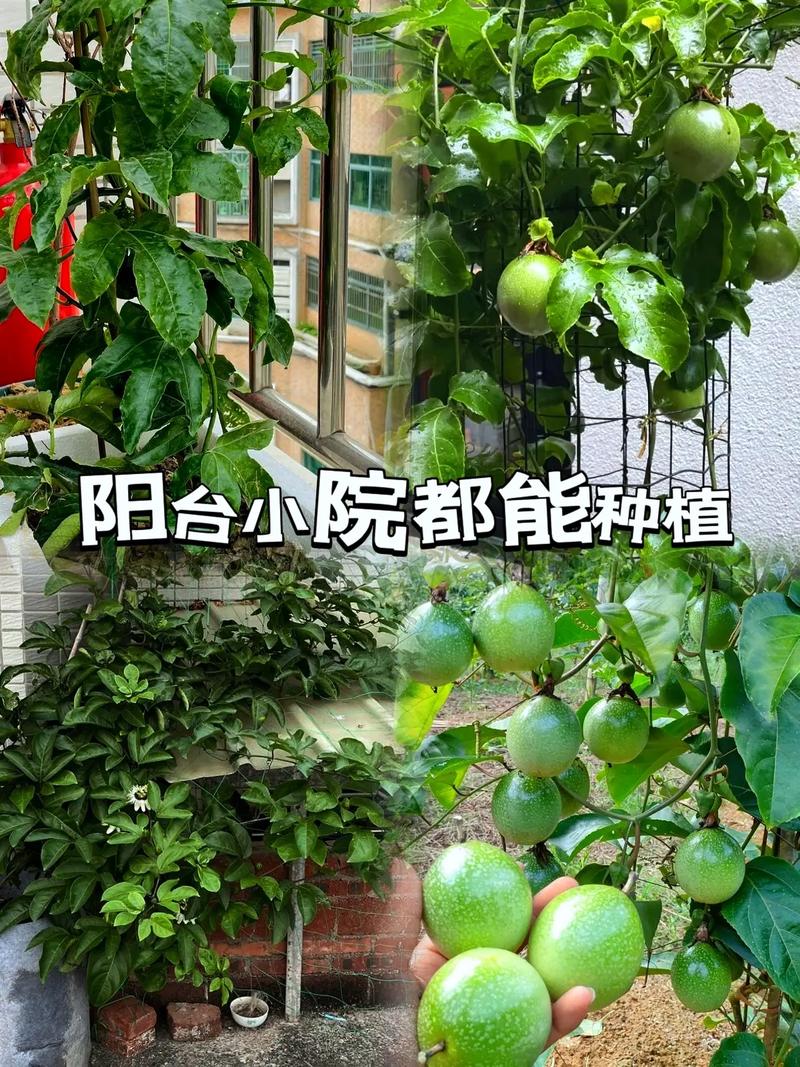 百香果苗怎么种植，百香果苗怎么种植才能结果快
