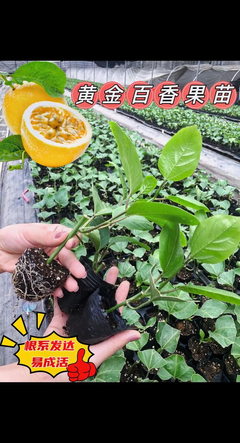 百香果苗怎么种植，百香果苗怎么种植才能结果快-第3张图片-优品飞百科