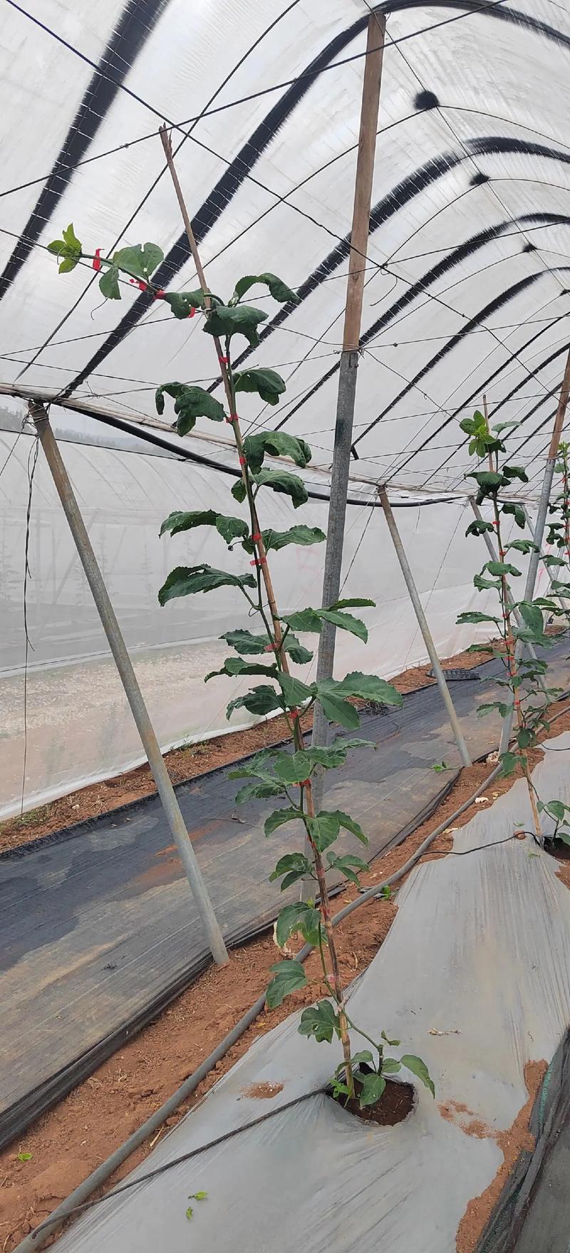 百香果苗怎么种植，百香果苗怎么种植才能结果快-第4张图片-优品飞百科