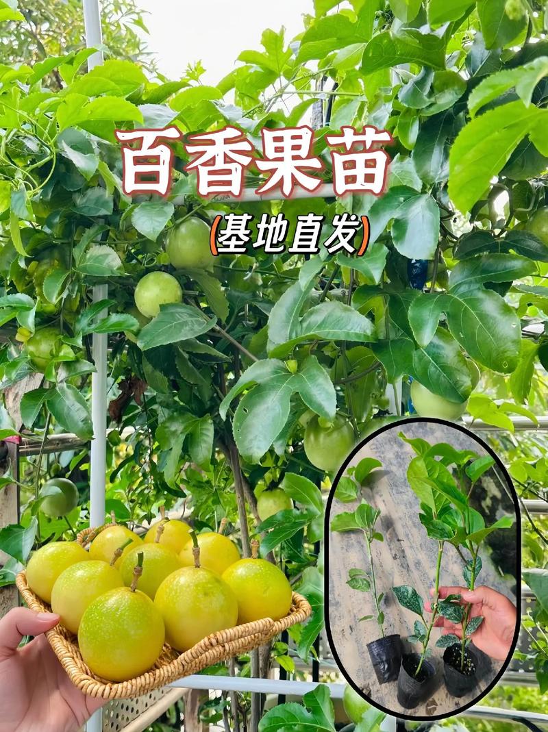 百香果苗怎么种植，百香果苗怎么种植才能结果快-第5张图片-优品飞百科