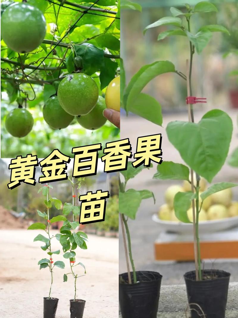 百香果苗怎么种植，百香果苗怎么种植才能结果快-第6张图片-优品飞百科