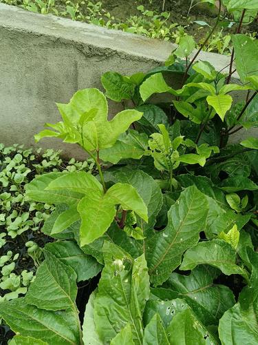 百香果苗怎么种植，百香果苗怎么种植才能结果快-第7张图片-优品飞百科