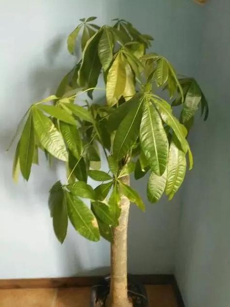 发财树冻了还能浇水吗，发财树受冻