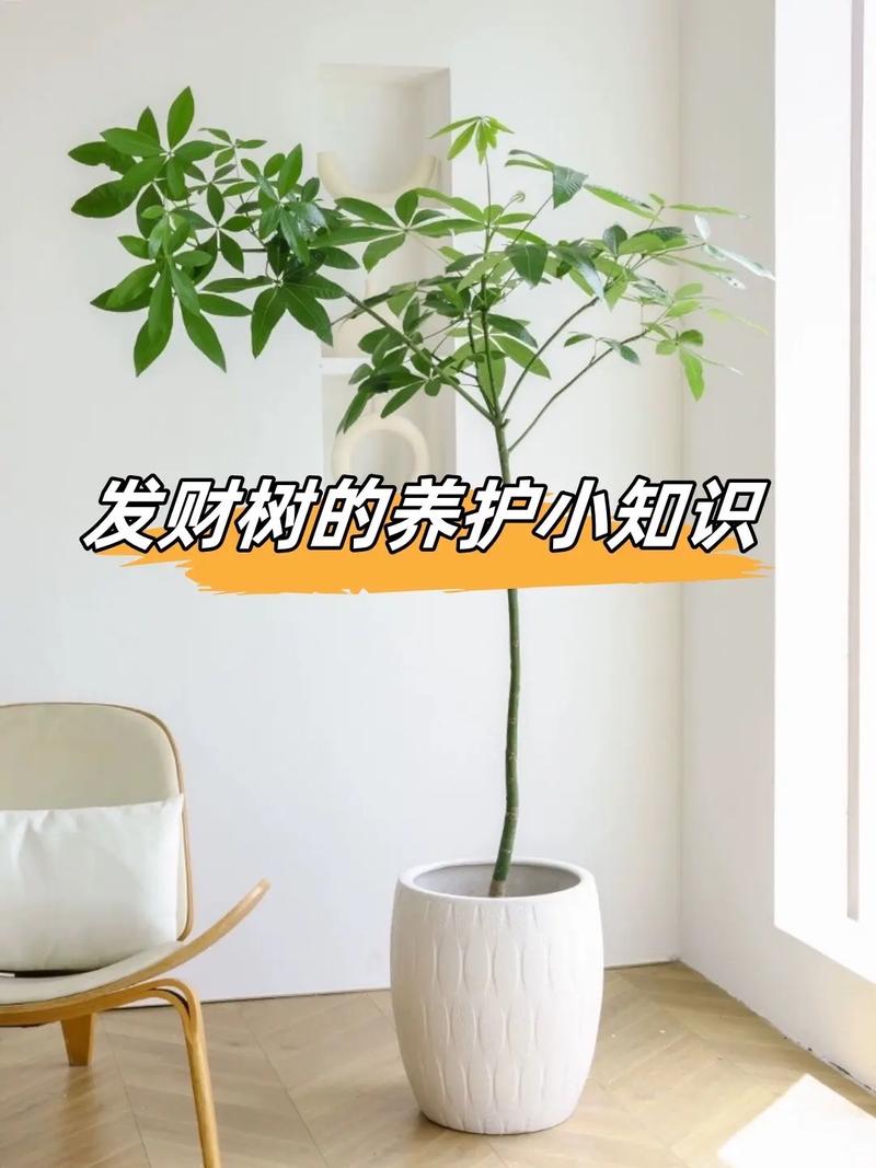 发财树冻了还能浇水吗，发财树受冻-第2张图片-优品飞百科