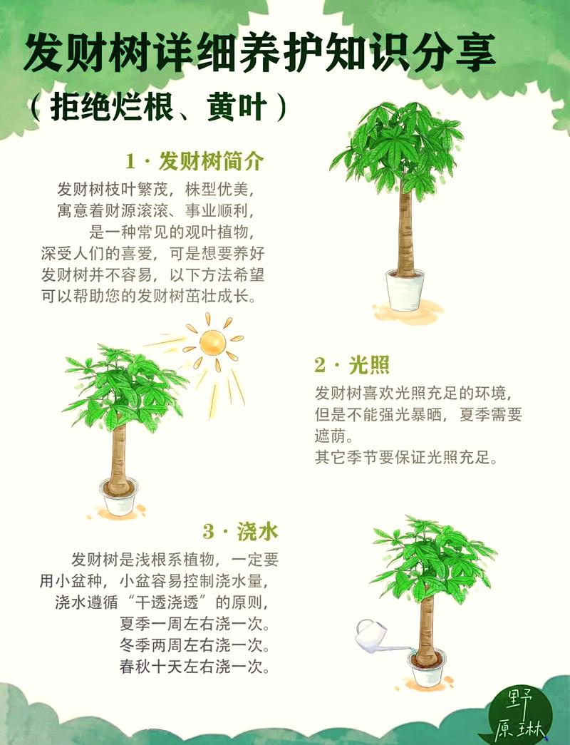 发财树冻了还能浇水吗，发财树受冻-第3张图片-优品飞百科