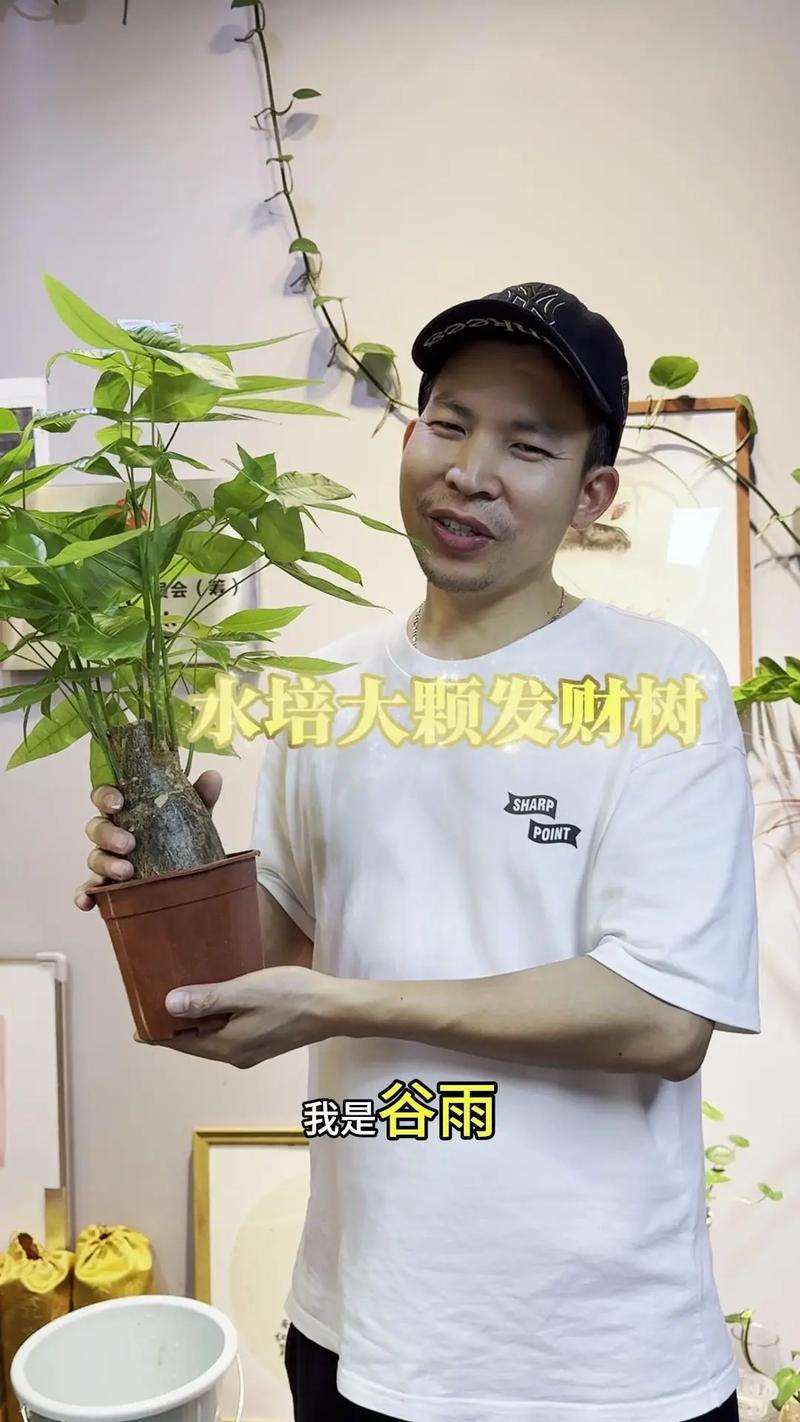 发财树冻了还能浇水吗，发财树受冻-第4张图片-优品飞百科