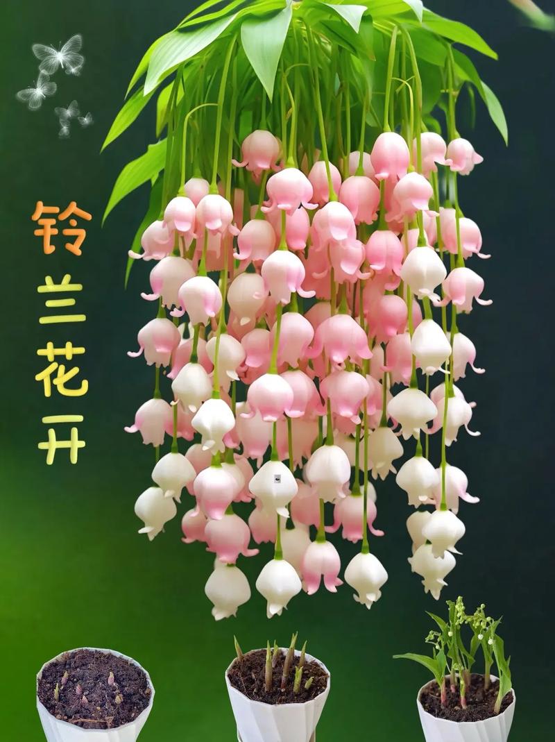 谁说养花“费钱”，养花问谁？