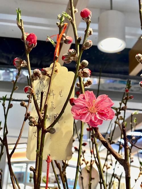 谁说养花“费钱”，养花问谁？-第3张图片-优品飞百科