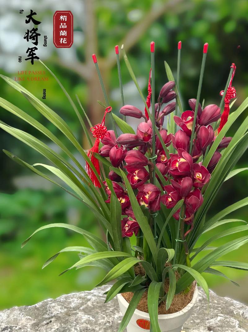 谁说养花“费钱”，养花问谁？-第5张图片-优品飞百科