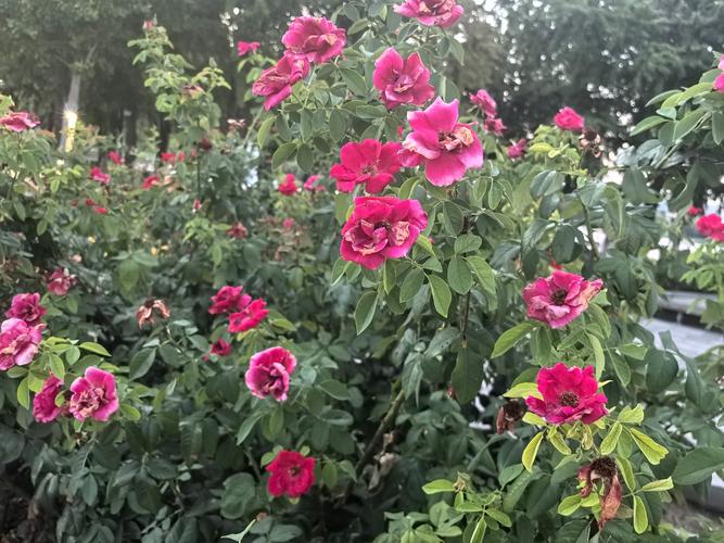 谁说养花“费钱”，养花问谁？-第6张图片-优品飞百科