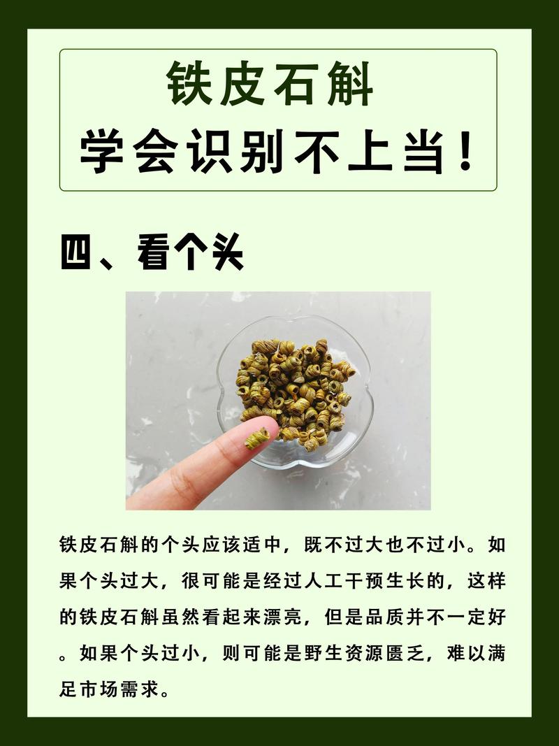 铁皮石斛怎么养护？铁皮石斛怎么养护和保养？-第2张图片-优品飞百科