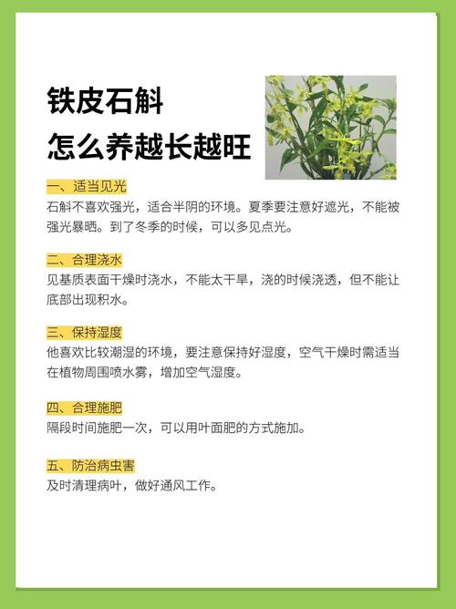 铁皮石斛怎么养护？铁皮石斛怎么养护和保养？-第3张图片-优品飞百科