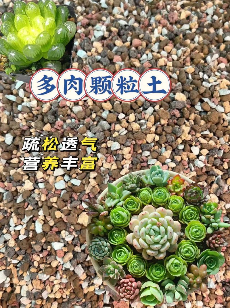 多肉怎么种植，多肉怎么种植叶插？-第2张图片-优品飞百科