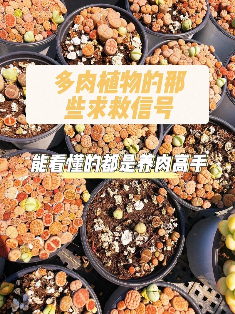 多肉怎么种植，多肉怎么种植叶插？-第3张图片-优品飞百科