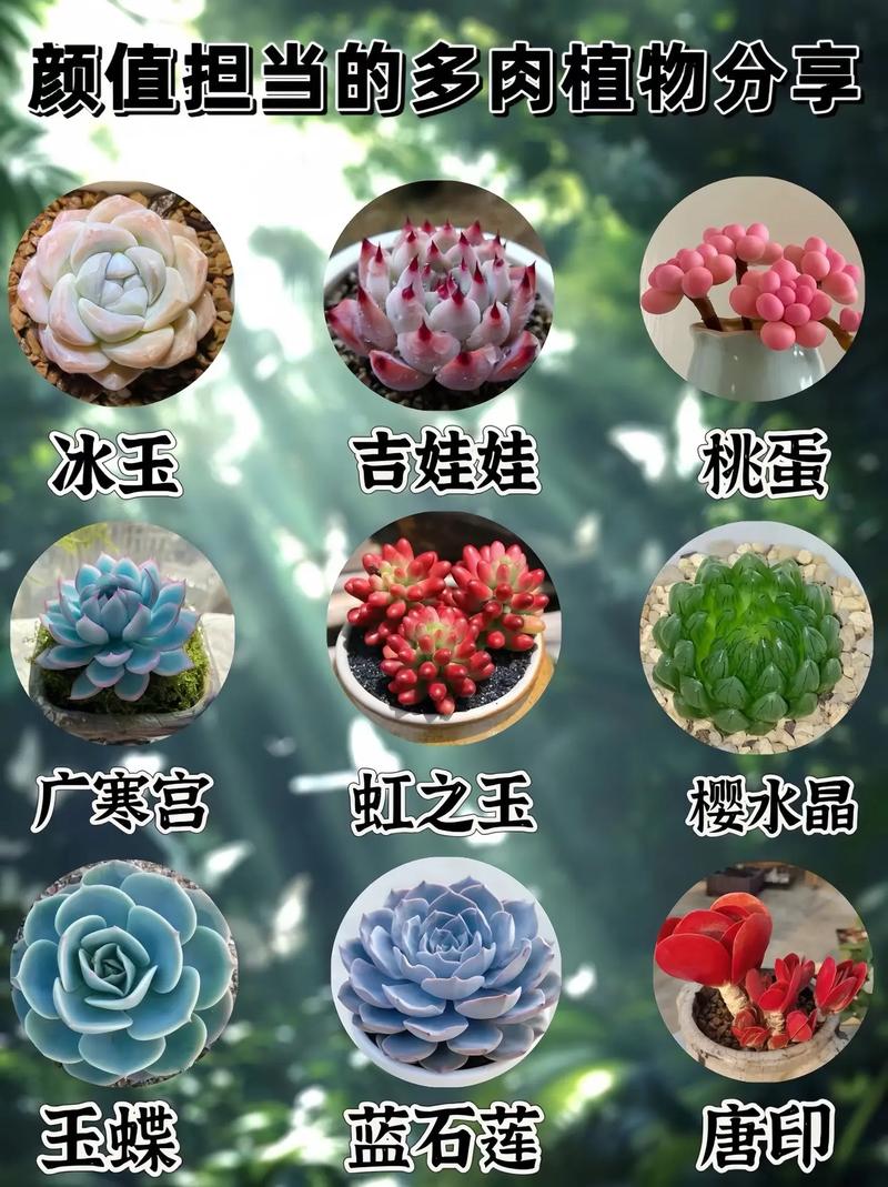 多肉怎么种植，多肉怎么种植叶插？-第4张图片-优品飞百科