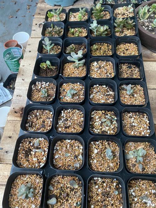 多肉怎么种植，多肉怎么种植叶插？-第6张图片-优品飞百科