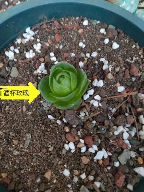 多肉怎么种植，多肉怎么种植叶插？-第7张图片-优品飞百科