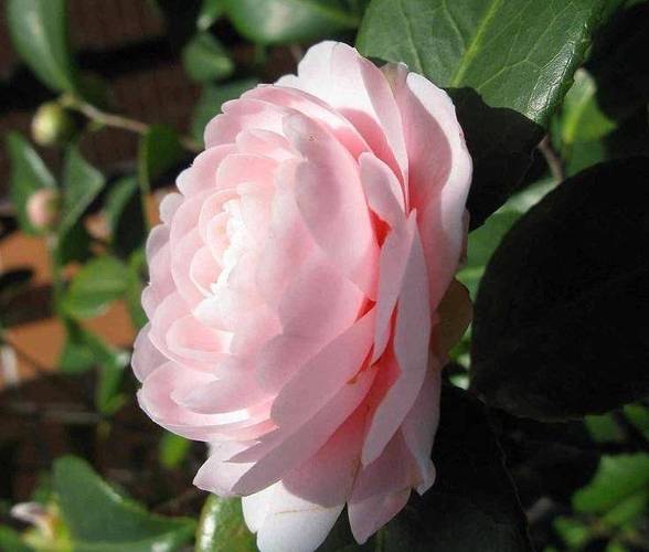 入秋这样养茶花，秋季茶花施什么肥好？