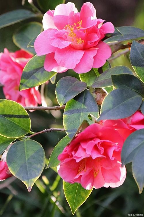 入秋这样养茶花，秋季茶花施什么肥好？-第2张图片-优品飞百科