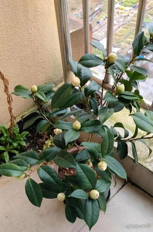 入秋这样养茶花，秋季茶花施什么肥好？-第3张图片-优品飞百科