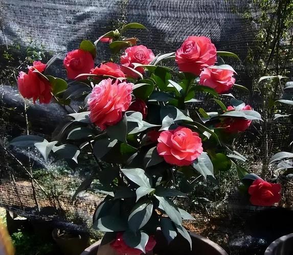 入秋这样养茶花，秋季茶花施什么肥好？-第4张图片-优品飞百科