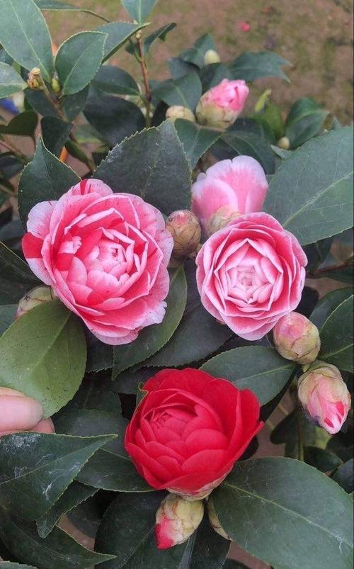 入秋这样养茶花，秋季茶花施什么肥好？-第5张图片-优品飞百科