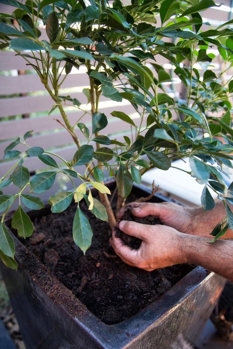 入秋这样养茶花，秋季茶花施什么肥好？-第6张图片-优品飞百科