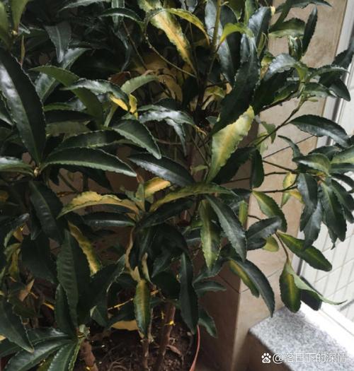 金玉满堂树咋过冬，金玉满堂树过冬方法？