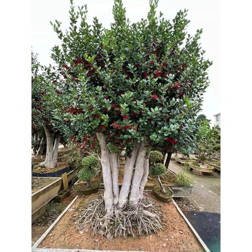 金玉满堂树咋过冬，金玉满堂树过冬方法？-第3张图片-优品飞百科