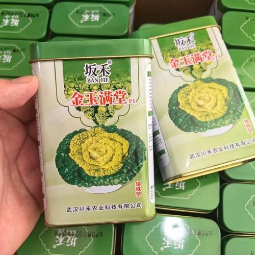 金玉满堂树咋过冬，金玉满堂树过冬方法？-第4张图片-优品飞百科