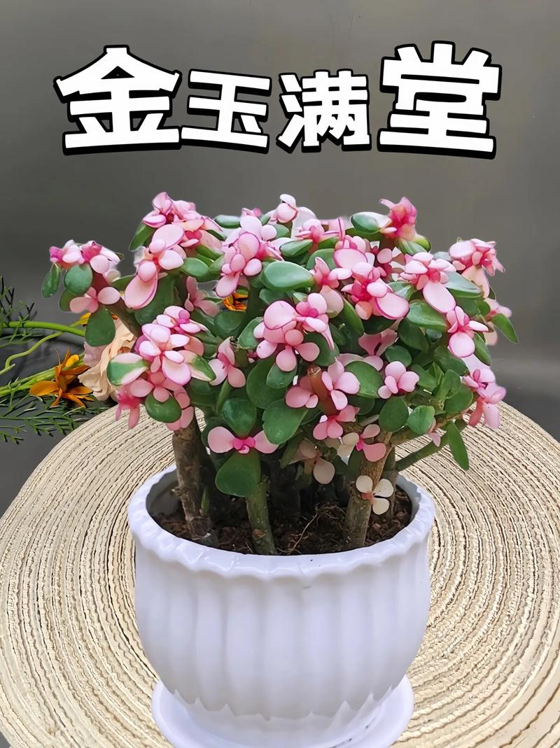 金玉满堂树咋过冬，金玉满堂树过冬方法？-第5张图片-优品飞百科