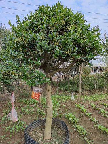 金玉满堂树咋过冬，金玉满堂树过冬方法？-第6张图片-优品飞百科