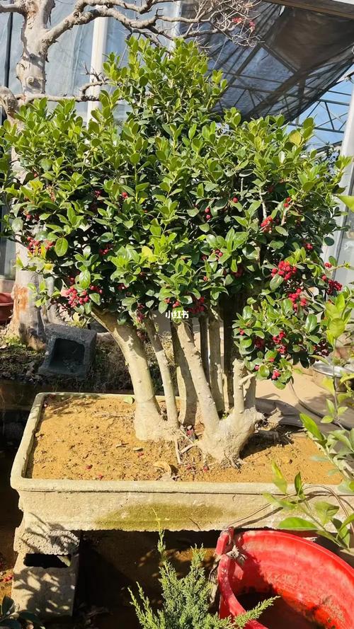 金玉满堂树咋过冬，金玉满堂树过冬方法？-第7张图片-优品飞百科