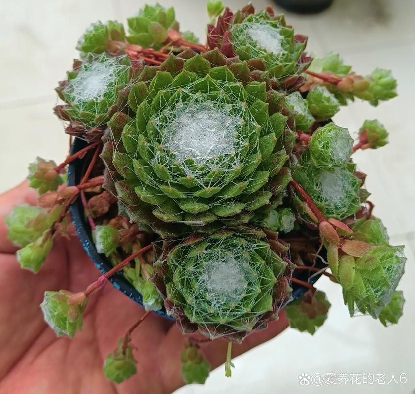 屋卷绢浇水方法，卷绢怎么养？